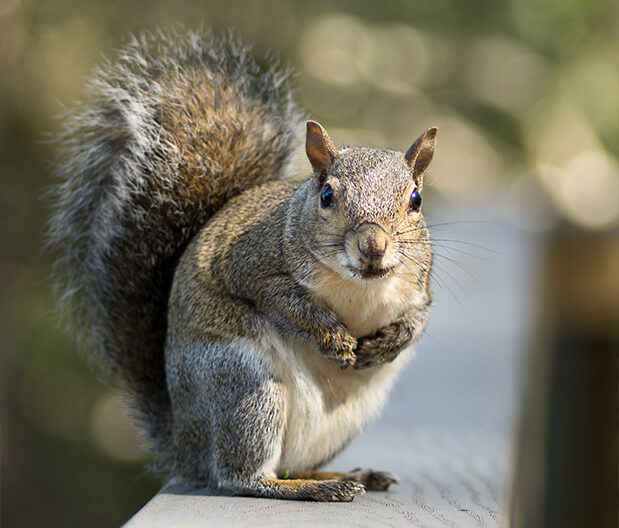 Squirrels Nesting In Attics-What to do.