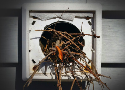nesting-bvg-image